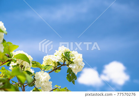 Odemari in full bloom and the blue sky Odemari in full bloom and the blue sky 77570276