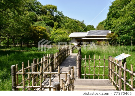 鎌倉市鎌倉中央公園濕花園、休息室和新綠 77570465