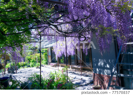 紫藤花 紫藤花 77570837