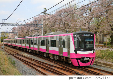 新京成線80000新塗裝車和盛開的櫻花路過千葉縣鐮谷市國木山附近 77571138