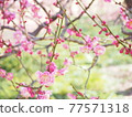 Plum blossom  77571318
