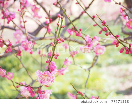Plum blossom  77571318