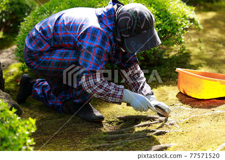 Caring for the Japanese garden 77571520