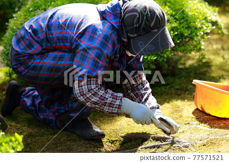 Caring for the Japanese garden Caring for the Japanese garden 77571521