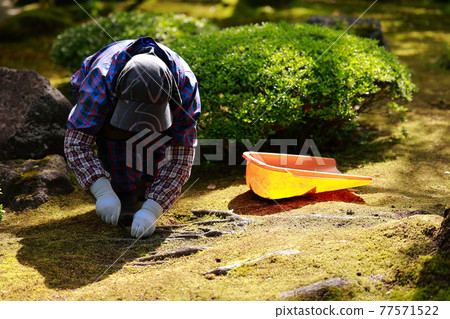 Caring for the Japanese garden Caring for the Japanese garden 77571522