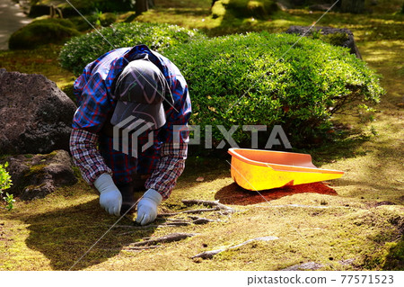 照顧日本花園 照顧日本花園 77571523