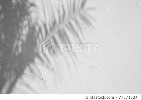 Shadows of tropic palm leaves on the white wall. Shadows of tropic palm leaves on the white wall. 77571524