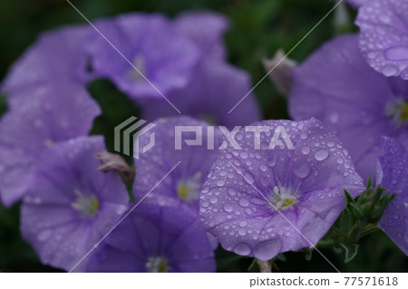 Konboruburusu Konboruburusu 77571618