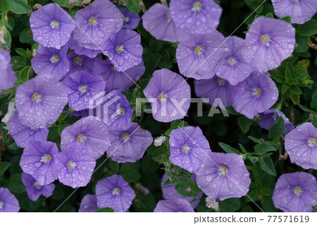 Konboruburusu Konboruburusu 77571619