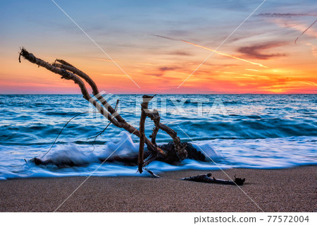 ld wood trunk snag in water at beach on beautiful sunset 77572004