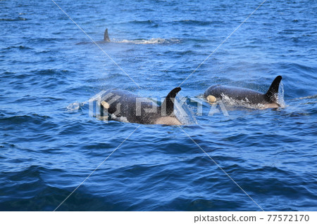 [Hokkaido] Wild orca migrating to the sea in Shiretoko (off the coast of Rausu, Hokkaido) 77572170