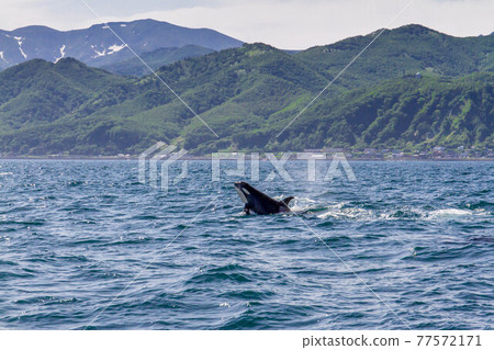 [Hokkaido] Wild orca migrating to the sea in Shiretoko (off the coast of Rausu, Hokkaido) 77572171