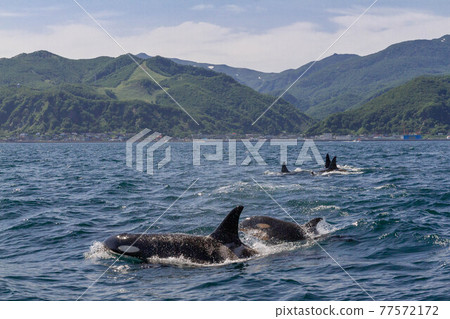 [Hokkaido] Wild orca migrating to the sea in Shiretoko (off the coast of Rausu, Hokkaido) 77572172
