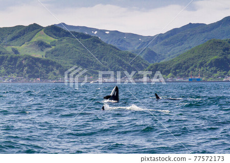 [Hokkaido] Wild orca migrating to the sea in Shiretoko (off the coast of Rausu, Hokkaido) 77572173