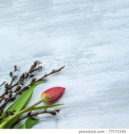 Tulips and Willow on gray background. Red tulips and fluffy Willow on light background. 77572580