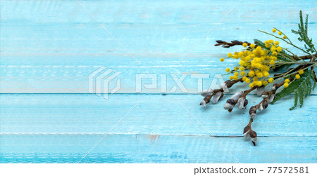 Branches of Mimosa and Willow on wooden background. Mimosa and Willow on a blue background. 77572581