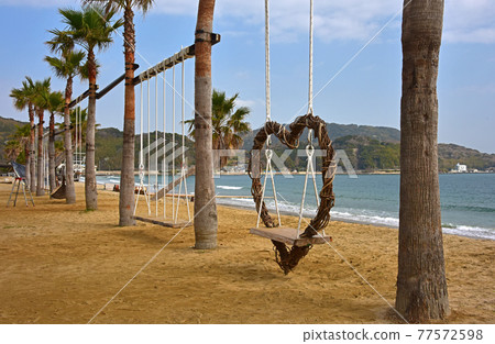 福岡縣糸島棕櫚樹布蘭科 77572598