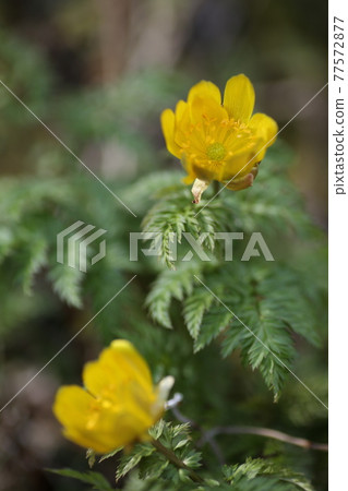 Fukuge's flower 77572877