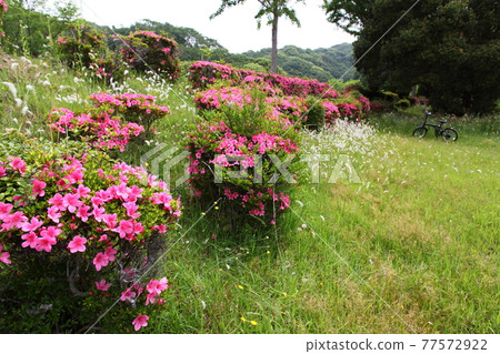 Satsuki in the park 77572922