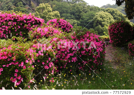 Satsuki in the park 77572929