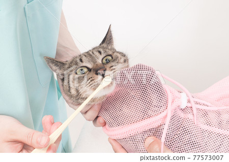 Cat brushing teeth 77573007