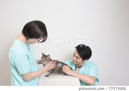Male and female vets and cats Male and female vets and cats 77573008