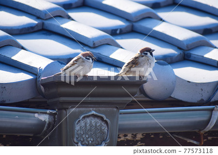 Two sparrows perching on a tiled roof Two sparrows perching on a tiled roof 77573118