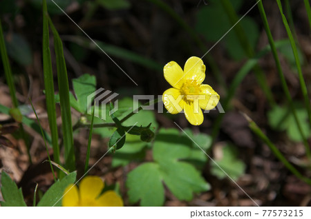 Umanoashigata 77573215