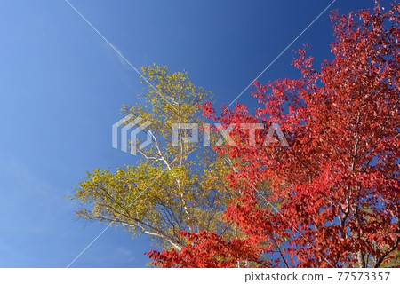 Take a picture of the blue sky, the yellow leaves of the birch and the bright red autumn leaves at Myoko Sasagamine Plateau Take a picture of the blue sky, the yellow leaves of the birch and the bright red autumn leaves at Myoko Sasagamine Plateau 77573357