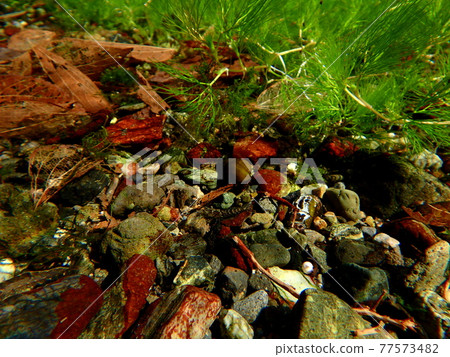 Amano shrimp living in the spring Amano shrimp living in the spring 77573482