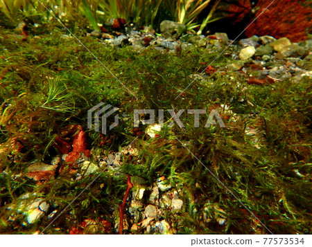 Amano shrimp hidden in aquatic plants 77573534