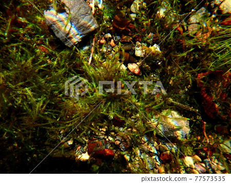 Amano shrimp hidden in aquatic plants Amano shrimp hidden in aquatic plants 77573535