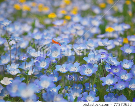 Nagoya Port Wildflower Garden Blue Bonett Nemophila 77573633