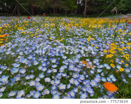 Nagoya Port Wildflower Garden Blue Bonett Wildflower Village 77573634