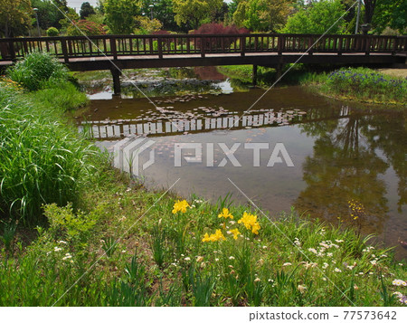 Port of Nagoya Wildflower Garden Bluebonnet flowers 77573642