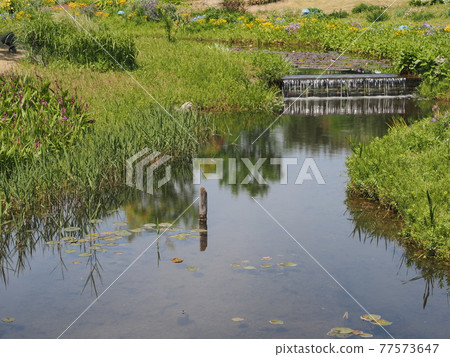 Nagoya Port Wildflower Garden Blue Bonett Flower Valley Nagoya Port Wildflower Garden Blue Bonett Flower Valley 77573647