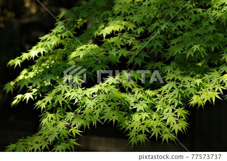 The leaves of sunbeam leaves 77573737