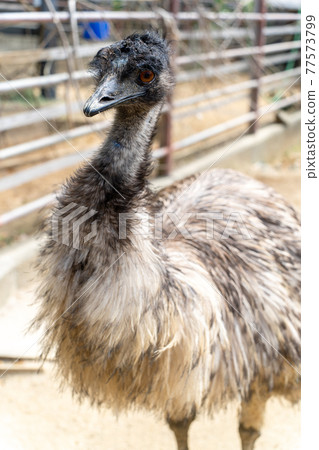 Emu Emu 77573799