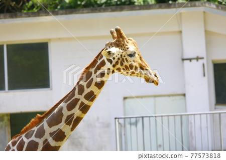 Giraffe Giraffe 77573818
