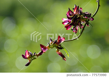 Flowers are blooming against the background of glittering bokeh. Flowers are blooming against the background of glittering bokeh. 77573990