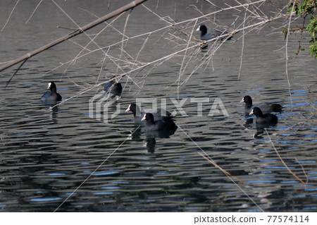 Many vans swimming on the surface of the water Many vans swimming on the surface of the water 77574114