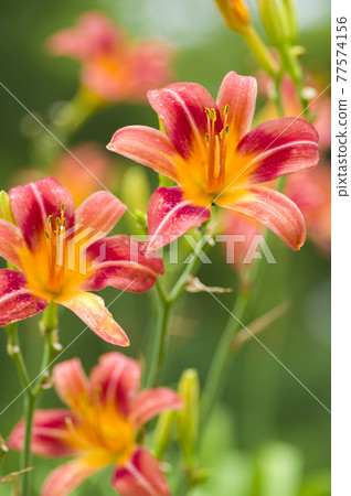 Yellow and red daylilies (Hemerocallis) are in bloom. The name of this daily is Bonney Barbara Allen 77574156