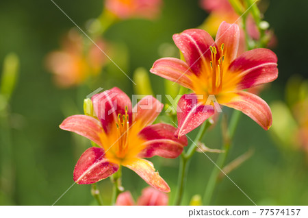 Yellow and red daylilies (Hemerocallis) are in bloom. The name of this daily is Bonney Barbara Allen 77574157
