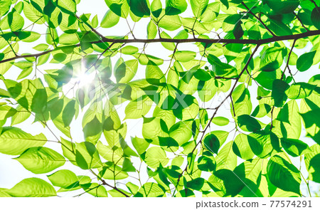 神奈川縣宮瀨壩湖的新鮮綠色圖像切割 77574291