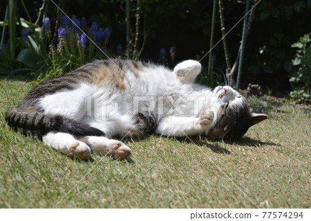 尼安周圍。感覺真爽。阿曼波。聞。貓圖片素材 77574294