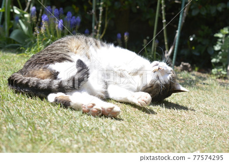 Around Nyan. It feels good. Amaenbo. Smell. Cat image material 77574295