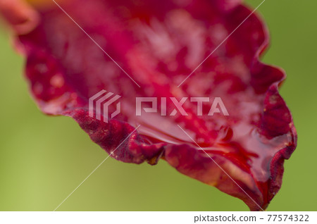 It is a close-up photo of the petals of the red daily lily. 77574322
