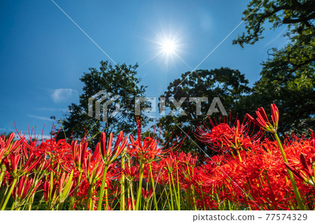Photographed cluster amaryllis in Katsurahamaenchi, Takashima City, Shiga Prefecture 77574329