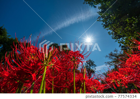 Photographed cluster amaryllis in Katsurahamaenchi, Takashima City, Shiga Prefecture 77574334