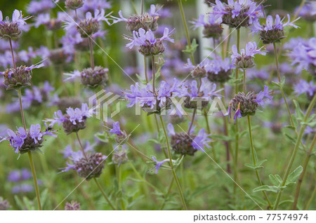 Salvia cleberandy 的紫色花朵盛開。學名是克利夫蘭鼠尾草。 Salvia cleberandy 的紫色花朵盛開。學名是克利夫蘭鼠尾草。 77574974